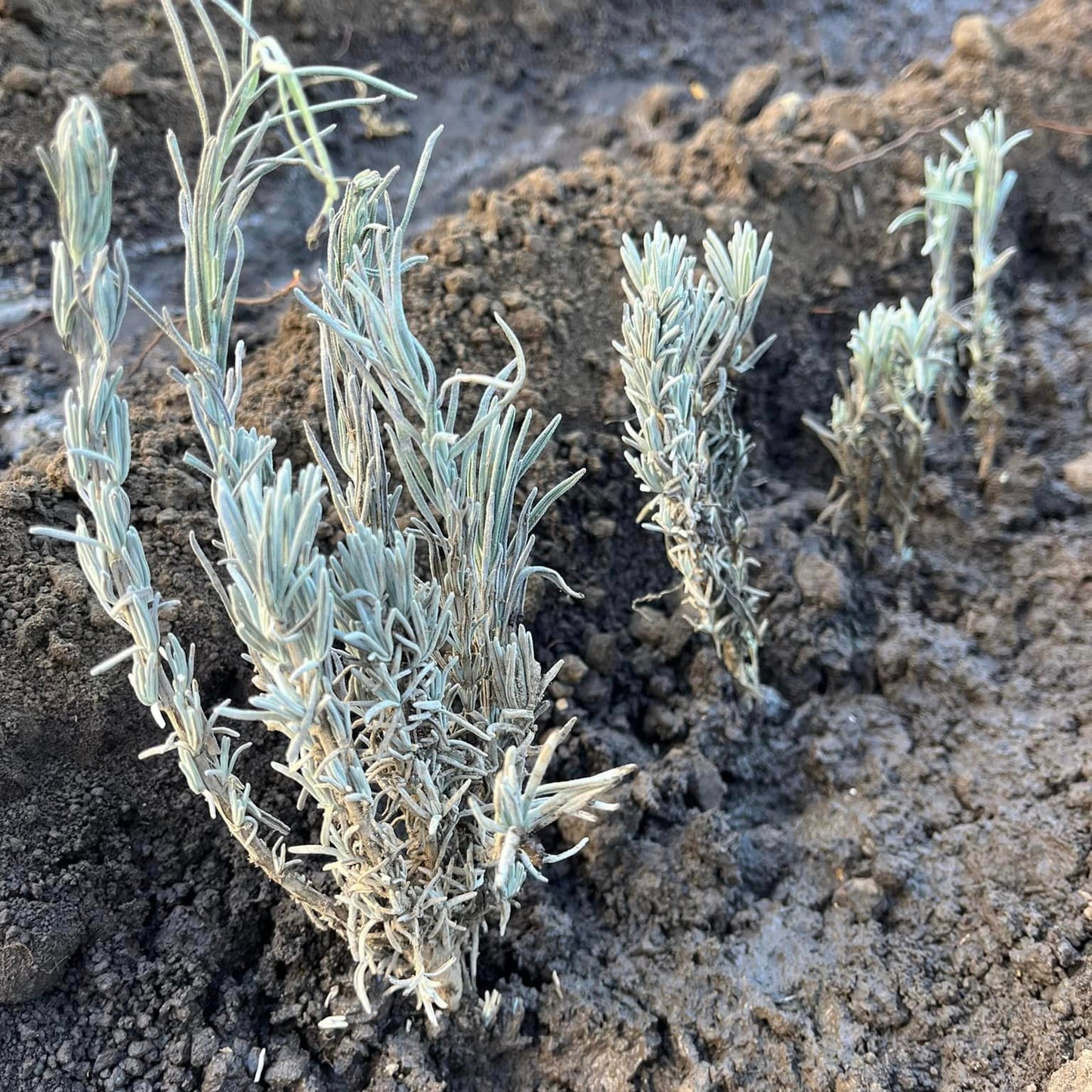 Butași de lavandă Sevtopolis plantați toamna în România, începutul unei culturi productive