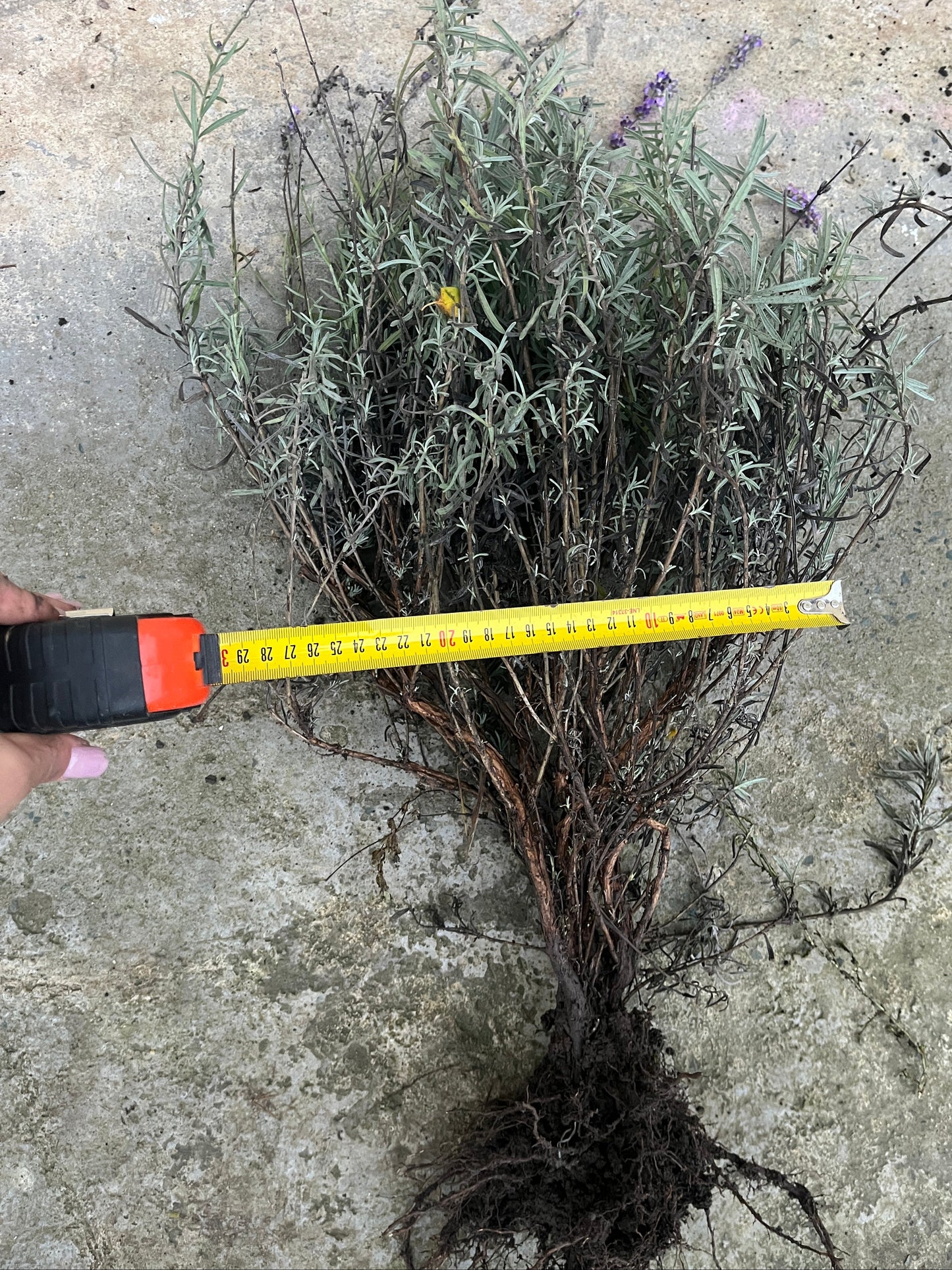 Tufă de lavandă Sevtopolis cu lățime de aproximativ 30 cm, lavandă matură cu rădăcină puternică - Romanța Lavandei Călărași.