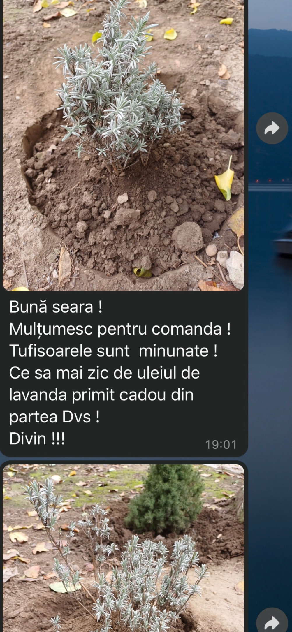 Tufișoare de lavandă Setopolis plantate în grădină.