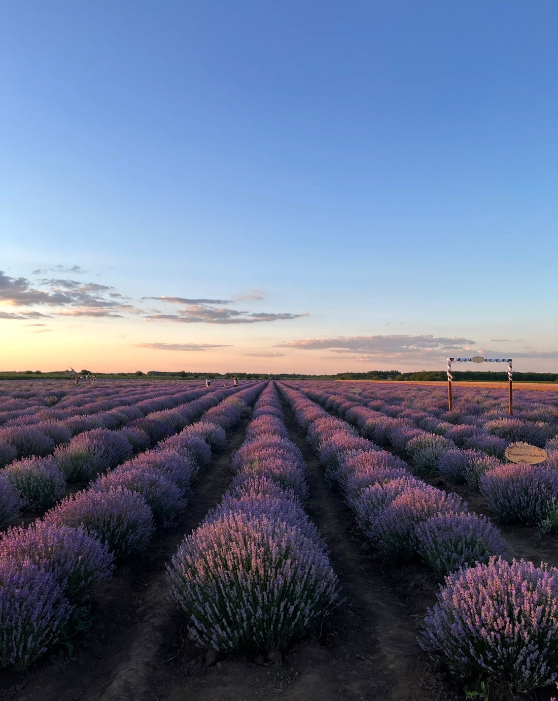 Câmp de butași de lavandă Sevtopolis înfloriți - cultură Romanța Lavandei Călărași
