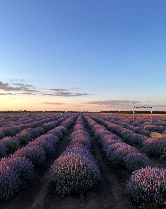 Câmp de butași de lavandă Sevtopolis înfloriți - cultură Romanța Lavandei Călărași