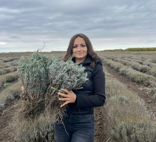 Butași de lavandă Sevtopolis de vânzare, sfaturi pentru alegerea celor mai rezistentenți butași, de la Romanța Lavandei Călărași