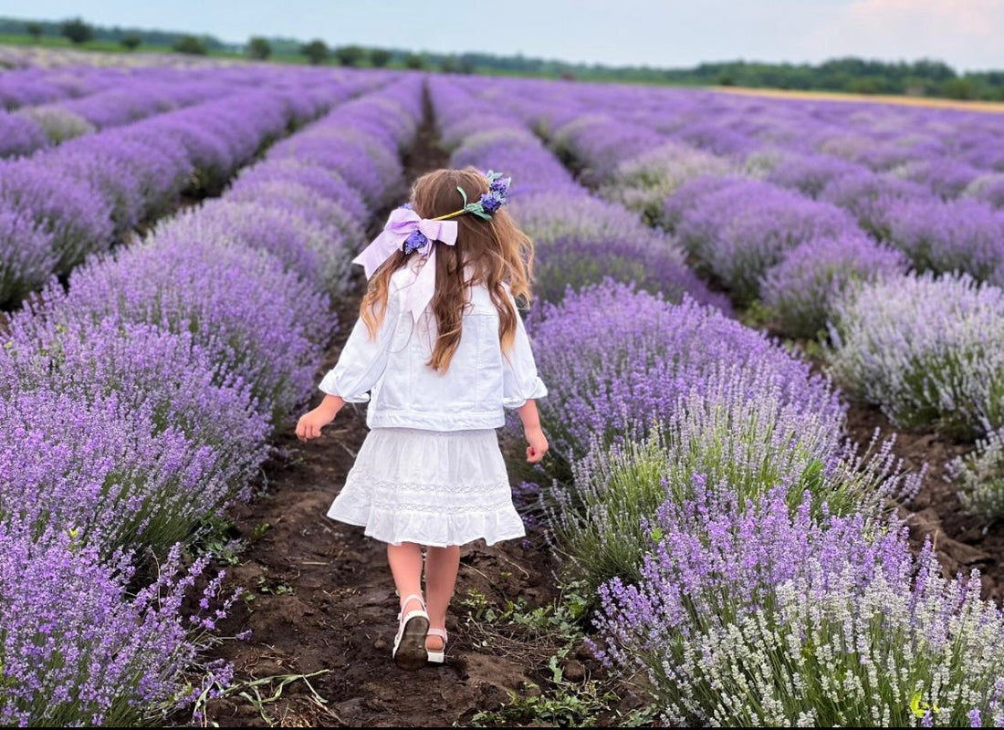 Câmp de lavandă Sevtopolis înflorit la Romanța Lavandei Călărași, cultură matură cu parfum intens