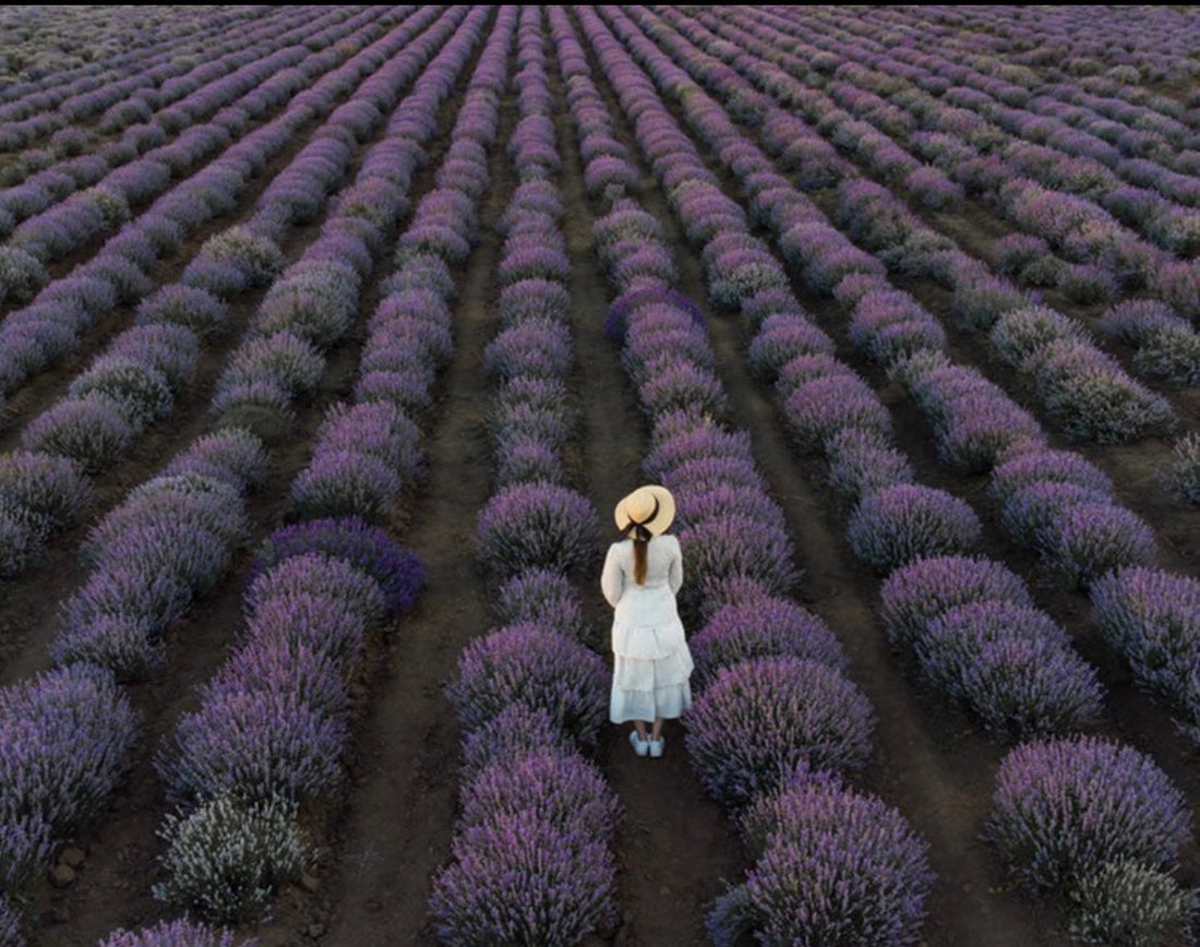 Plantarea butașilor de lavandă toamna - De ce este perioada ideală și ce greșeli să eviți