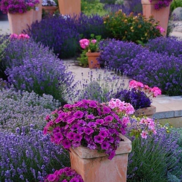 Butași lavandă Sevtopolis cu rădăcină viguroasă, produși la Romanța Lavandei. Ideali pentru plantare toamna sau primăvara.