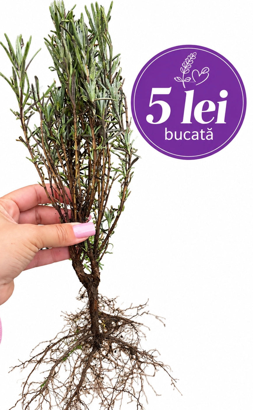 Butas de lavanda Sevtopolis cu radacina - 5 lei bucata