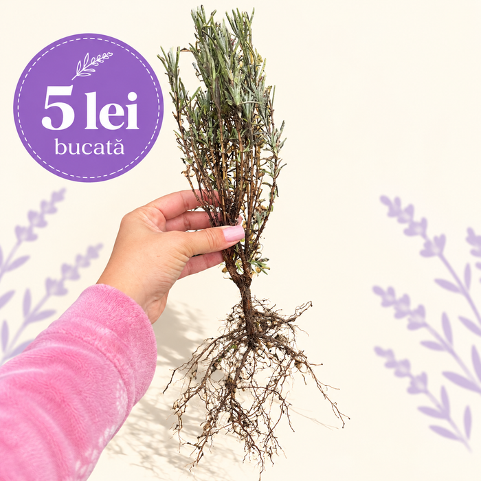 Butaș de lavandă Sevtopolis cu rădăcină - 5 lei/bucată