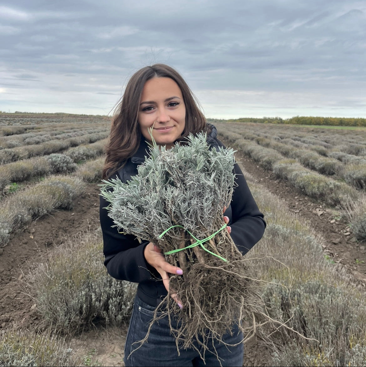Butași de lavandă foarte mari Sevtopolis, cu rădăcini viguroase - pregătiți pentru plantare în grădini sau culturi în România.