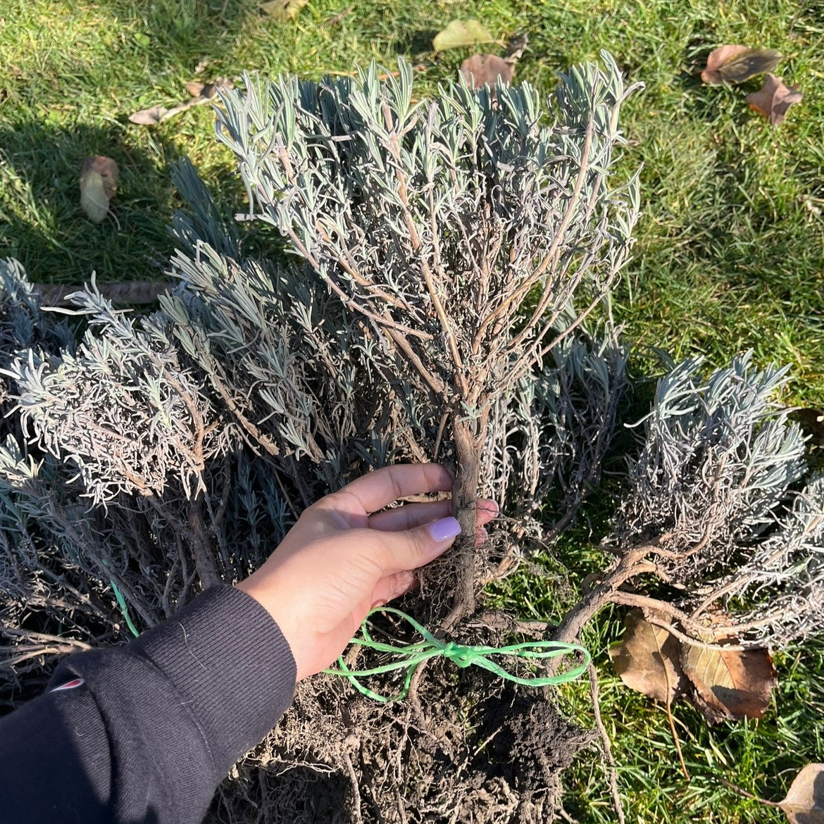 Butași mari de lavandă Sevtopolis, cu tulpină lemnificată și o grosime impresionantă - ideal pentru o prindere rapidă și înflorire din primul an.