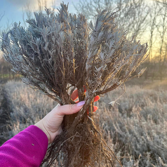 Butași mari de lavandă Sevtopolis cu rădăcini viguroase, pregătiți pentru plantare toamna și primăvara în România.