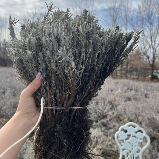 Butași de lavandă Sevtopolis cu rădăciniviguroase - pachet promoțional Romanța Lavandei