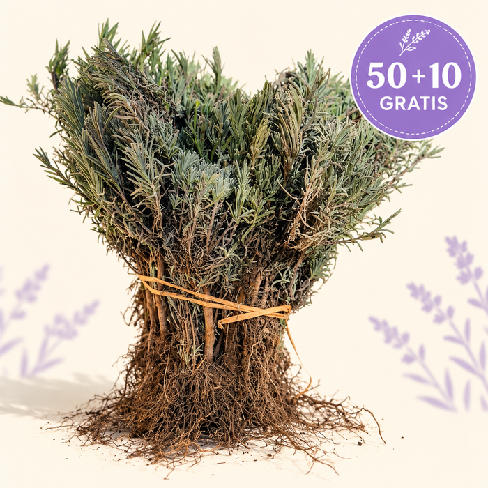 Butași de lavandă Sevtopolis - Pachet Avantaj 50 + 10 GRATIS