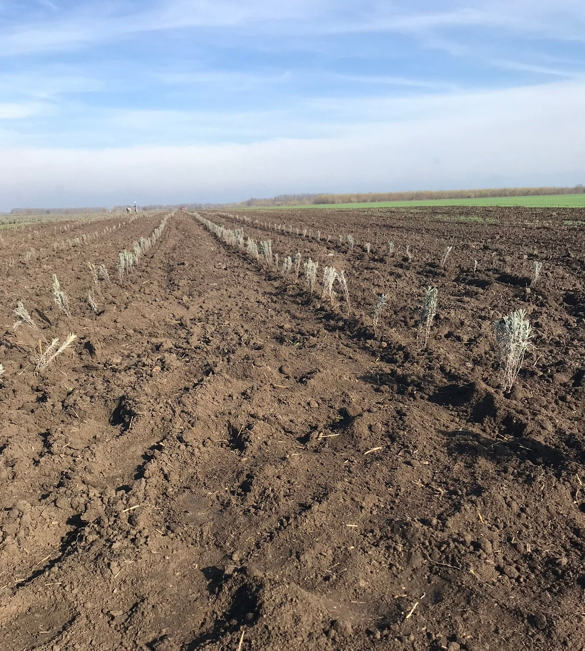 Plantare toamnă butași de lavandă Sevtopolis în România - cultură aclimatizată, rânduri pregătite pentru producție