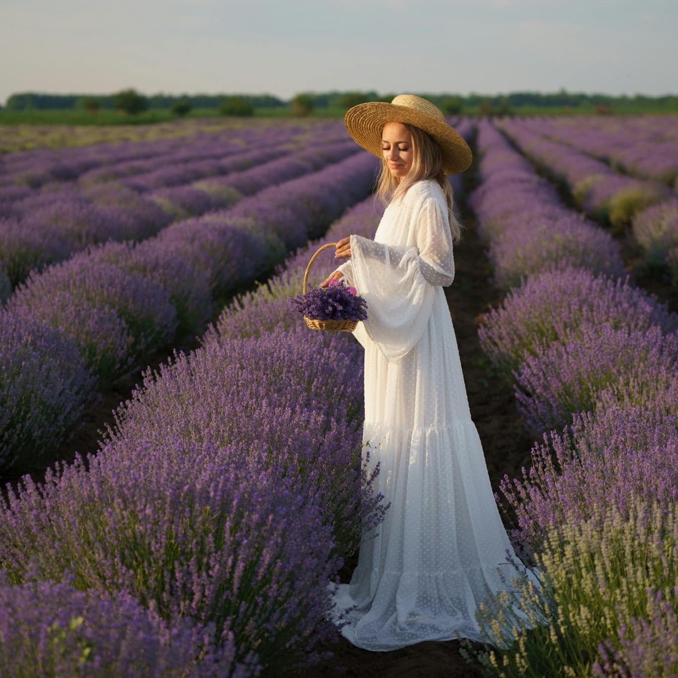 Câmp de lavandă Sevtopolis înflorit în România - cultura matură, rânduri uniforme și parfum intens