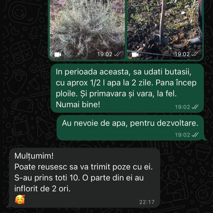 Feedback clienți Romanța Lavandei - butași de lavandă cu rată de prindere 10% și înflorire dublă.