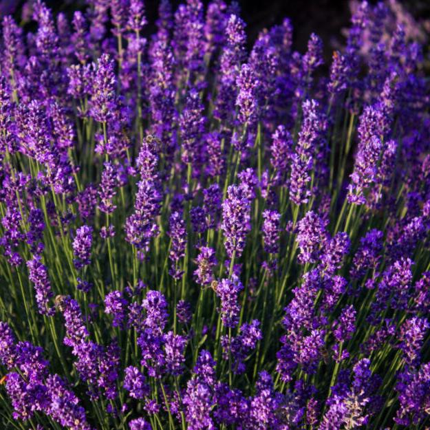 Câmp de lavandă înflorită Sevtopolis în România - exemplu de cultură matură obținută din butașii Romanța Lavandei.