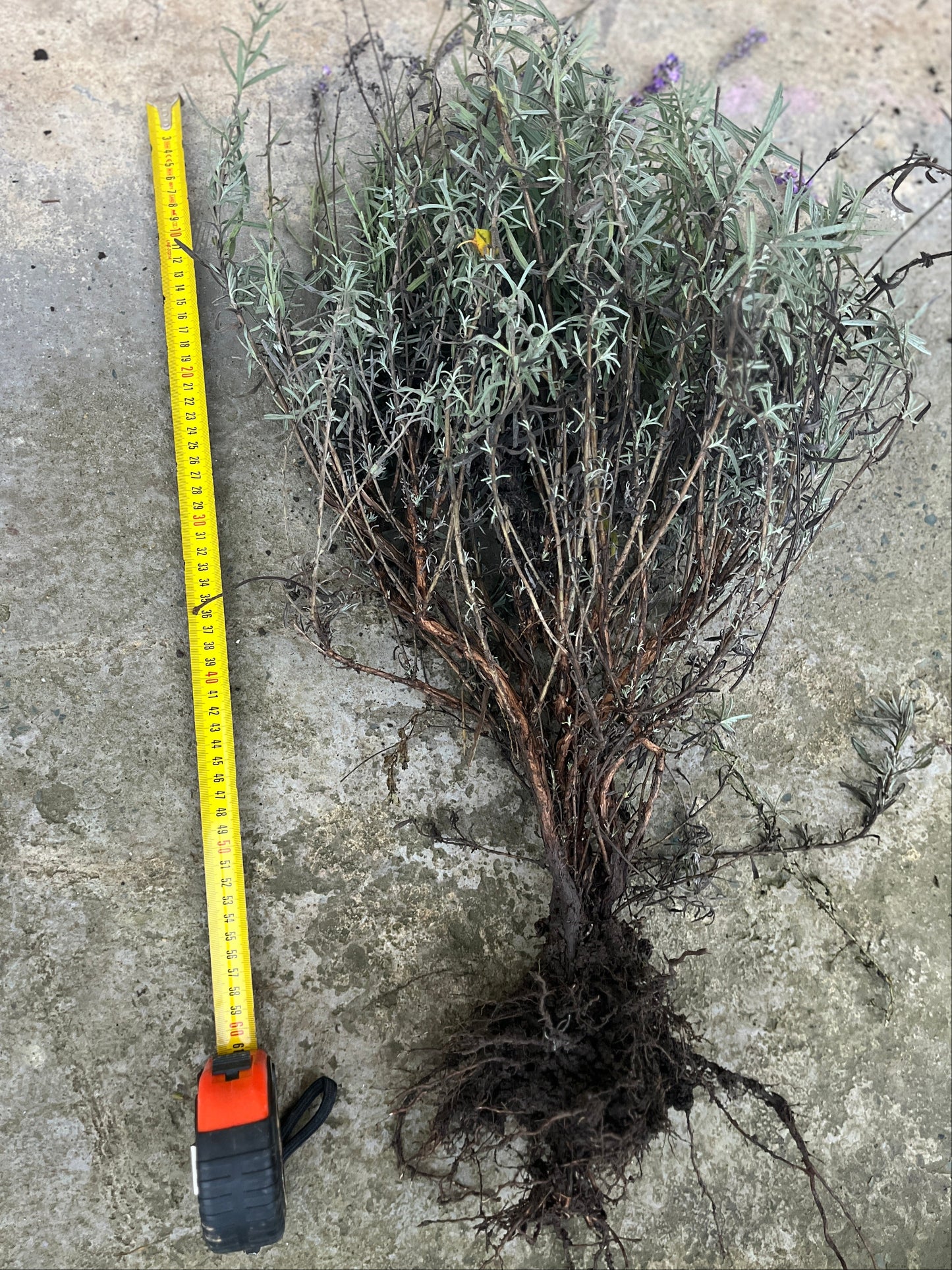 Tufă de lavandă Sevtopolis de aproximativ 60 cm lungime, cu rădăcină dezvoltată, pregătită de plantare - produs Romanța Lavandei Călărași