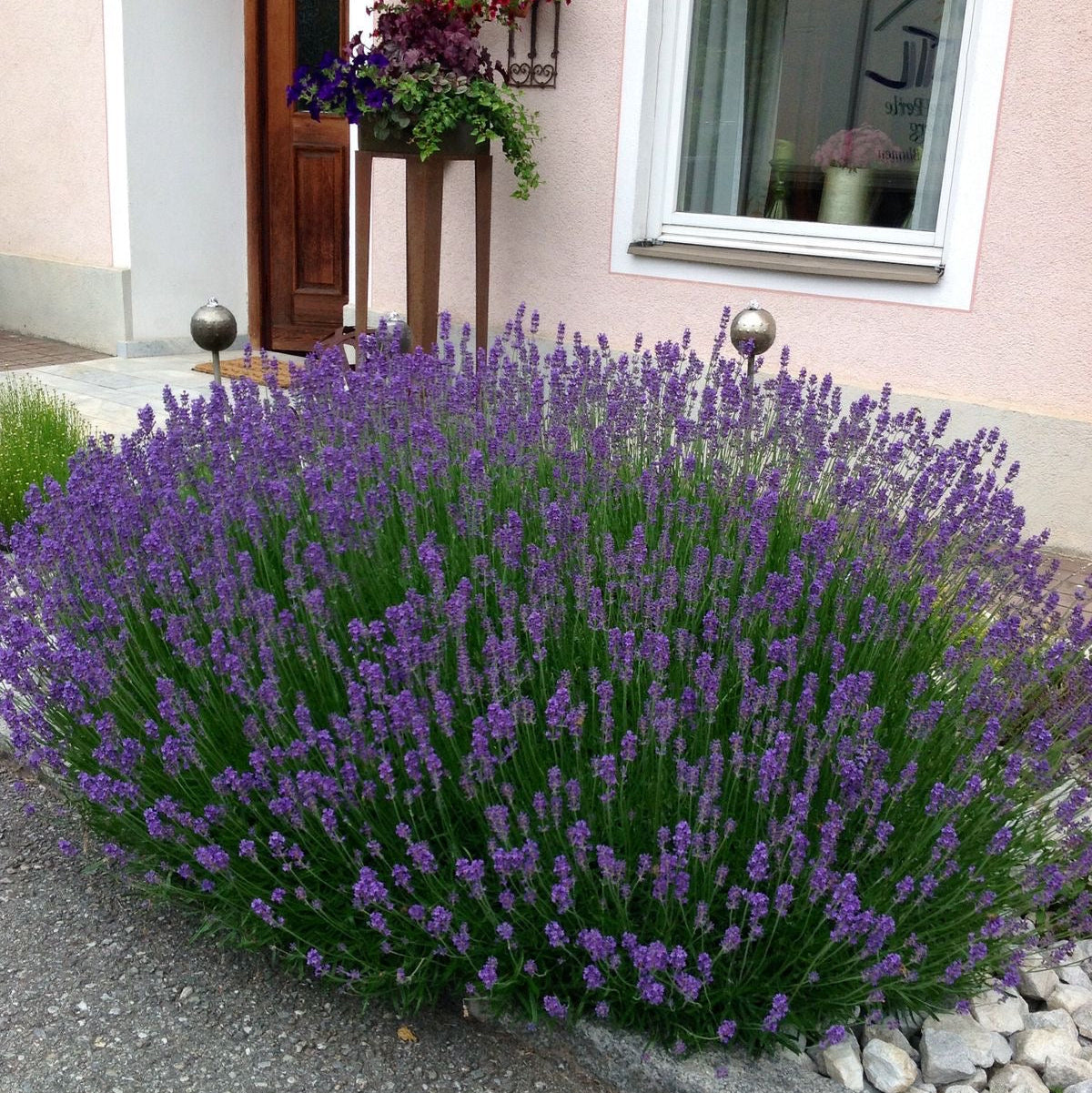 Lavanda Sevtopolis matură, plantată în grădină