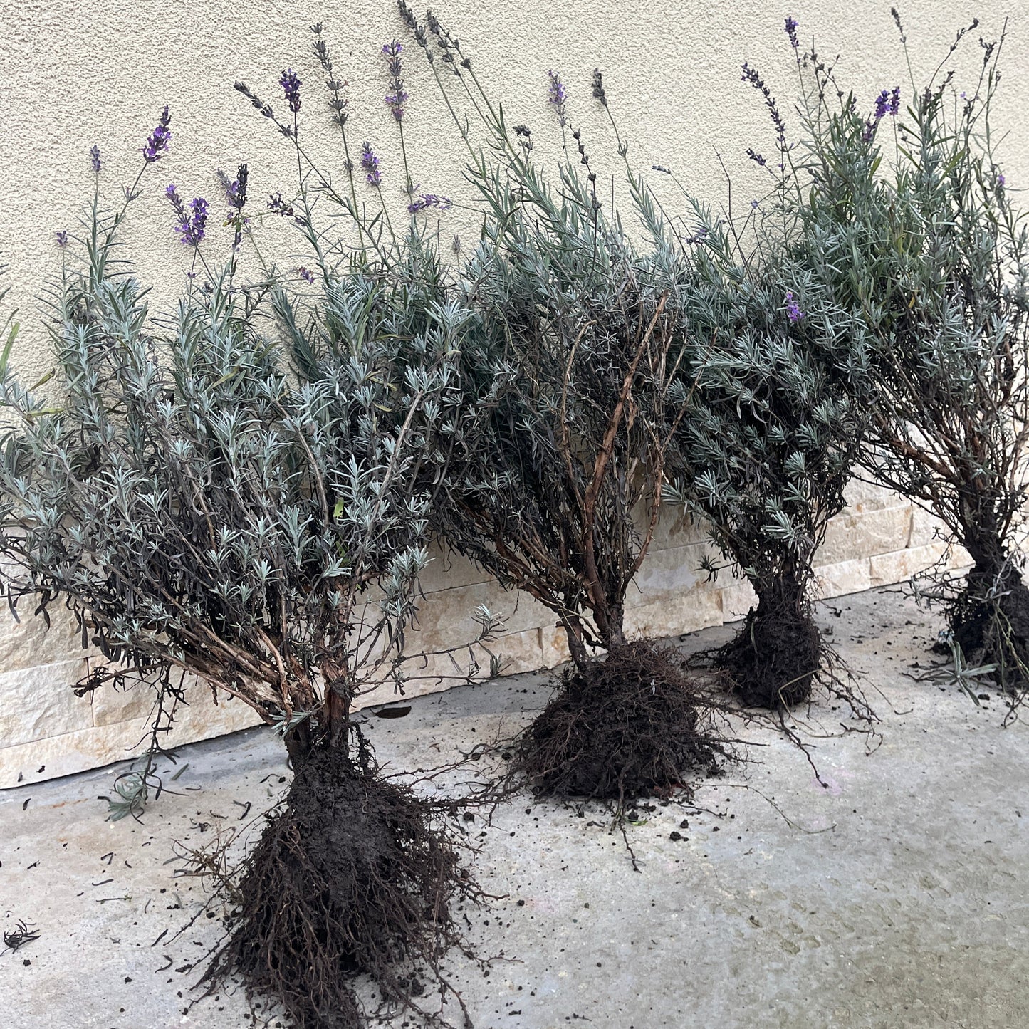 Tufe de lavandă Sevtopolis cu rădăcină puternică, lavandă matură de 2 ani pregătită pentru plantare - Romanța Lavandei Călărași.