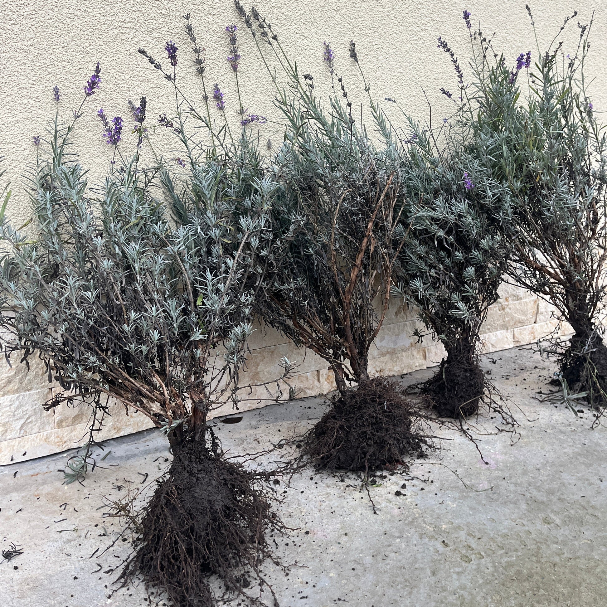 Tufe de lavandă Sevtopolis cu rădăcină puternică, lavandă matură de 2 ani pregătită pentru plantare - Romanța Lavandei Călărași.