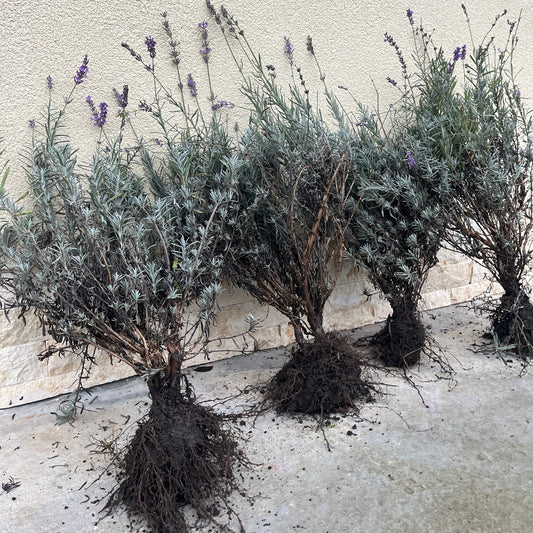Tufe de lavandă Sevtopolis cu rădăcină puternică, lavandă matură de 2 ani pregătită pentru plantare - Romanța Lavandei Călărași.