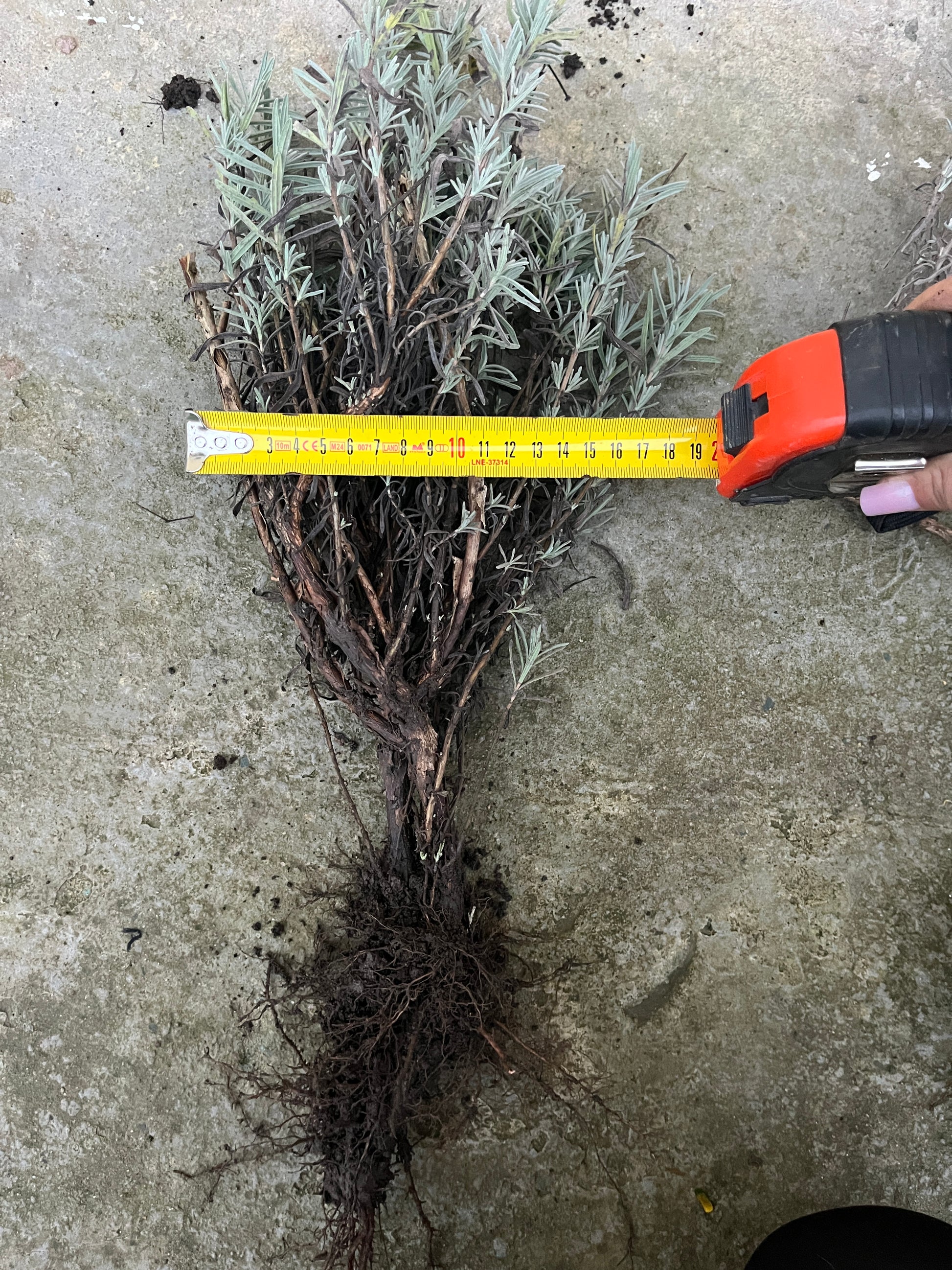 Tufișoară de lavandăSevtopolis, lățime 30 de cm, lavandă matură cu rădăcină viguroasă, pregătită pentru replantare.