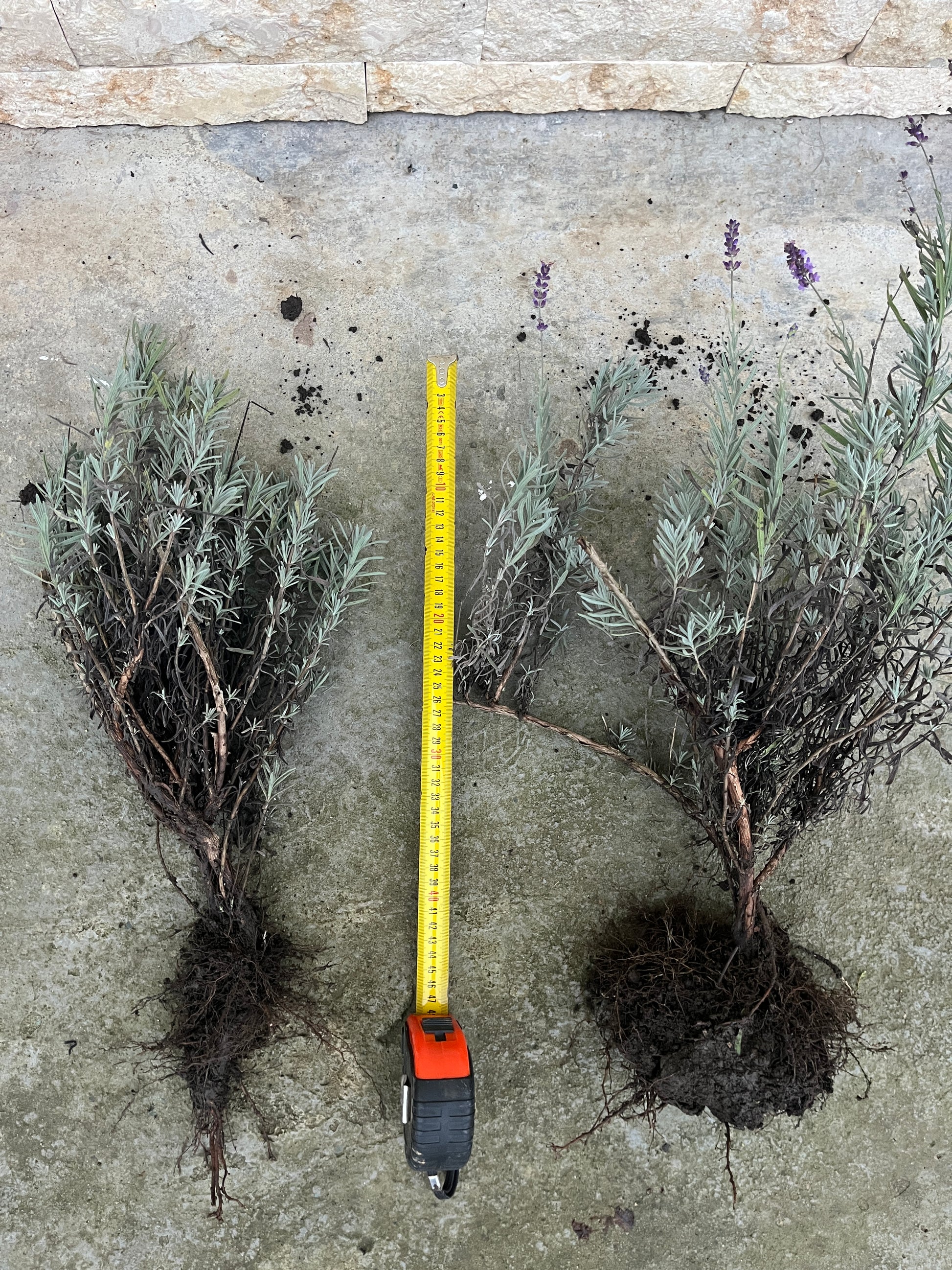 Tufișoare de lavandă Sevtopolis, anul 2, crescute natural la Romanța Lavandei, plante perene cu flori mov